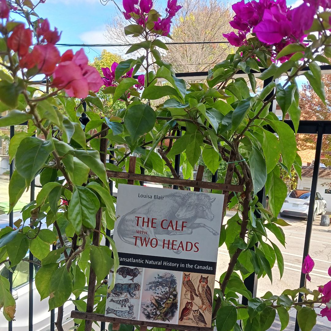 A copy of the book The Calf with Two Heads by Louisa Blair sitting among bright pink flowers on a balcony overlooking the street.