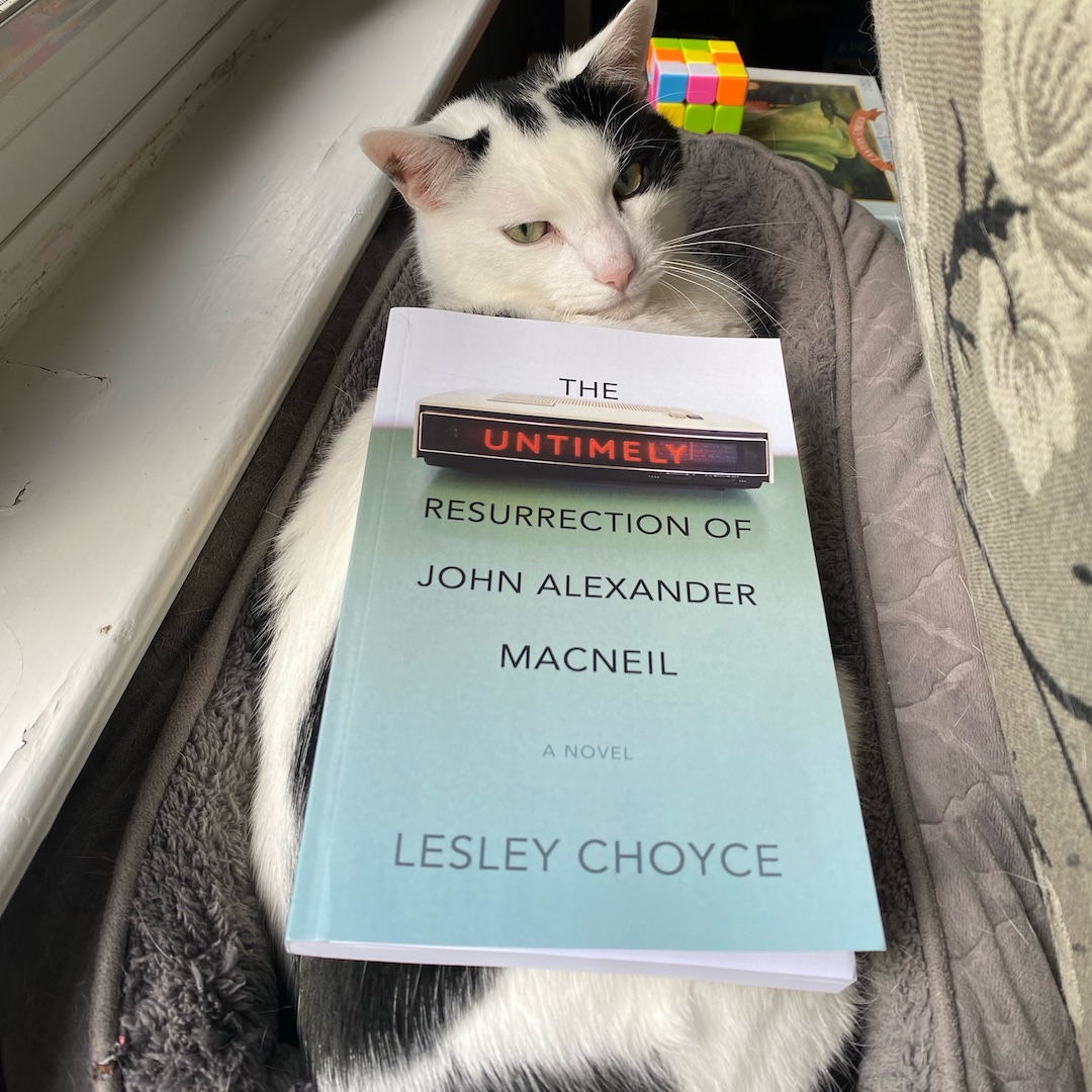 A picture of The Unlikely Resurrection of John Alexander MacNeil by Lesley Choyce on a reclining cat's back. The cat has twisted around to look at the photographer.