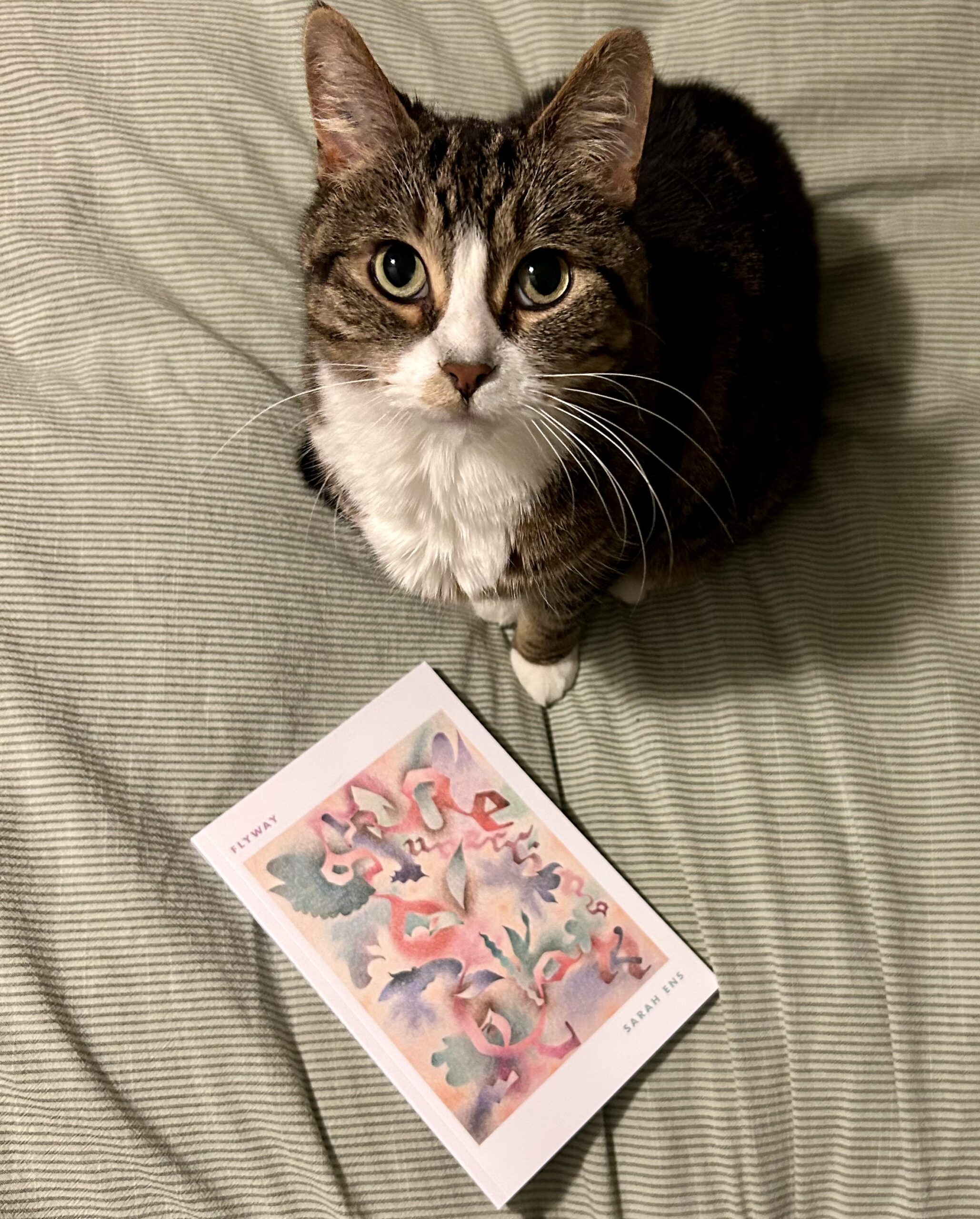 A photo of a cat looking up and sitting beside the book Flyway by Sarah Ens.