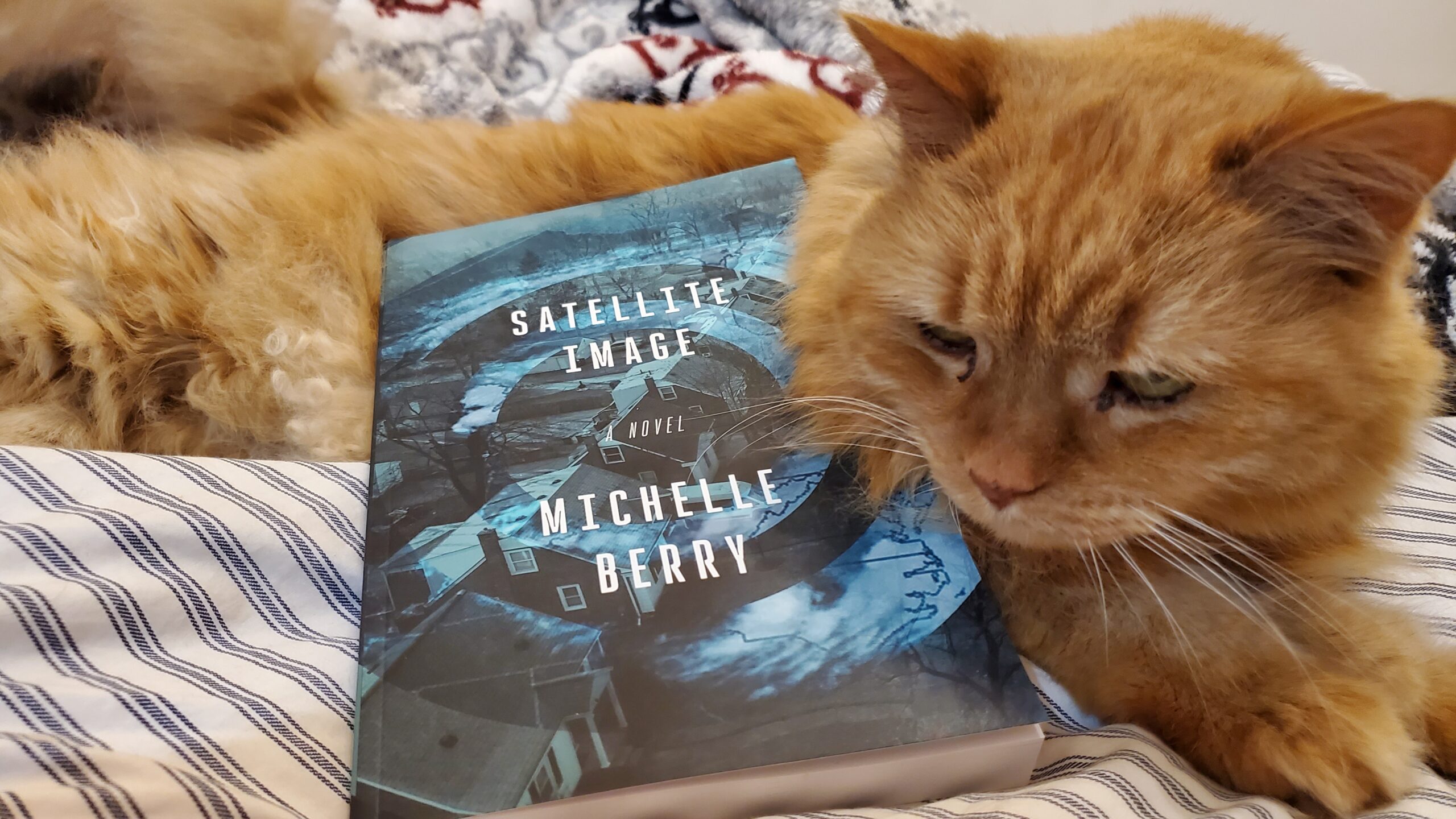 Cinnamon, an orange longhair cat, laying down beside Satellite Image by Michelle Berry.