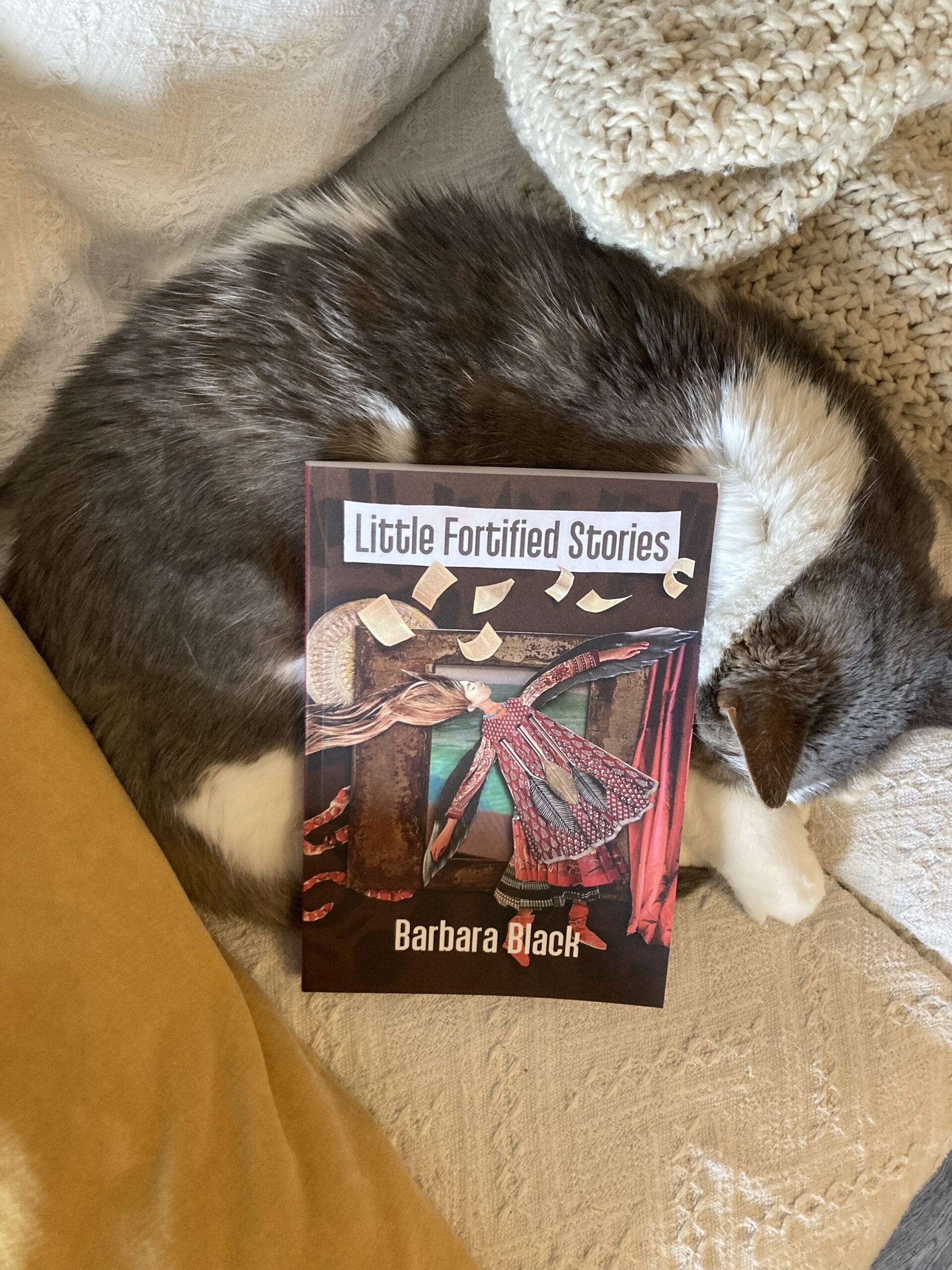 Lola the cat curled around a copy of the book Little Fortified Stories by Barbara Black.