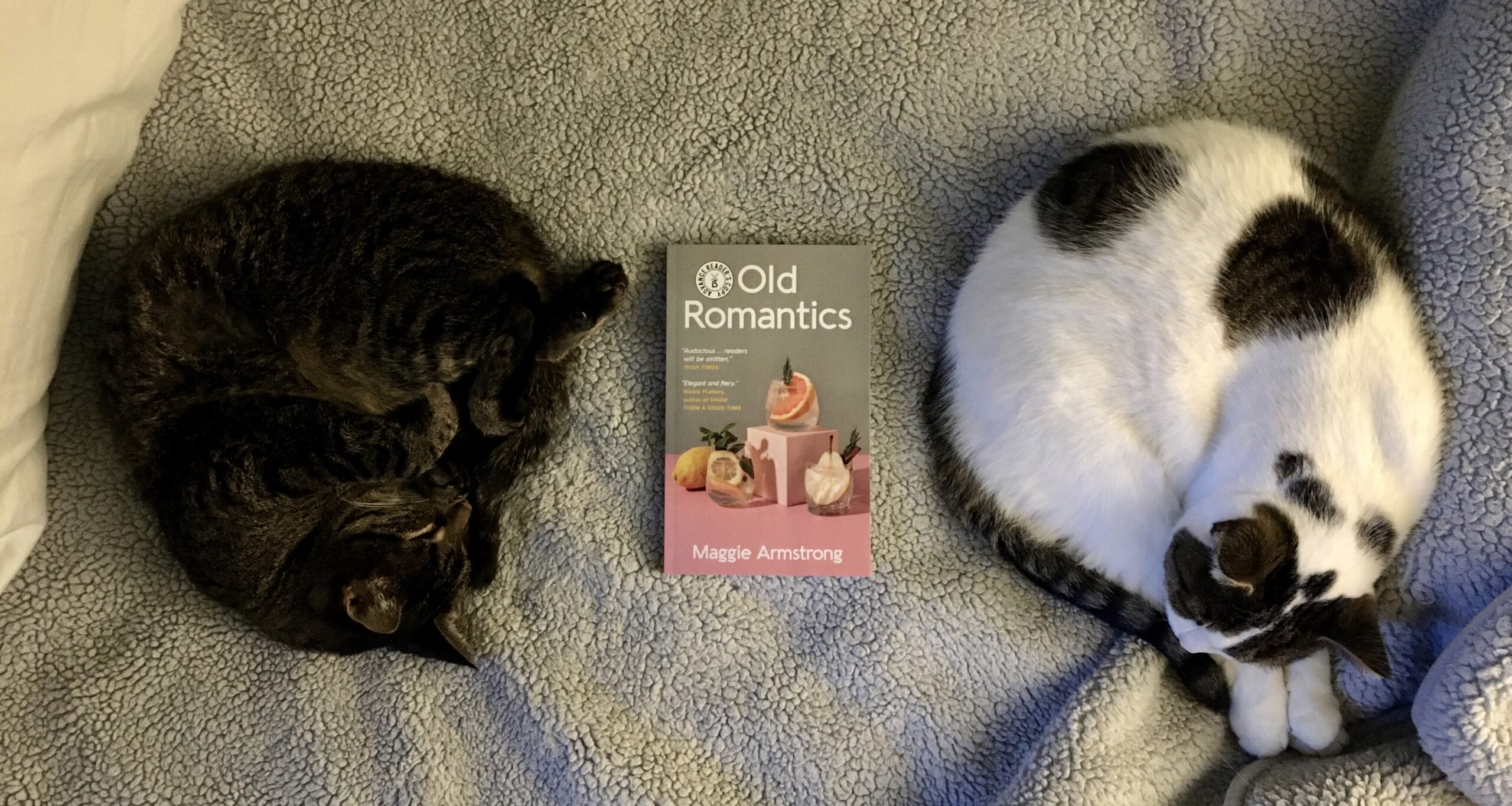 Two cats curl up with a copy of Old Romantics by Maggie Armstrong.