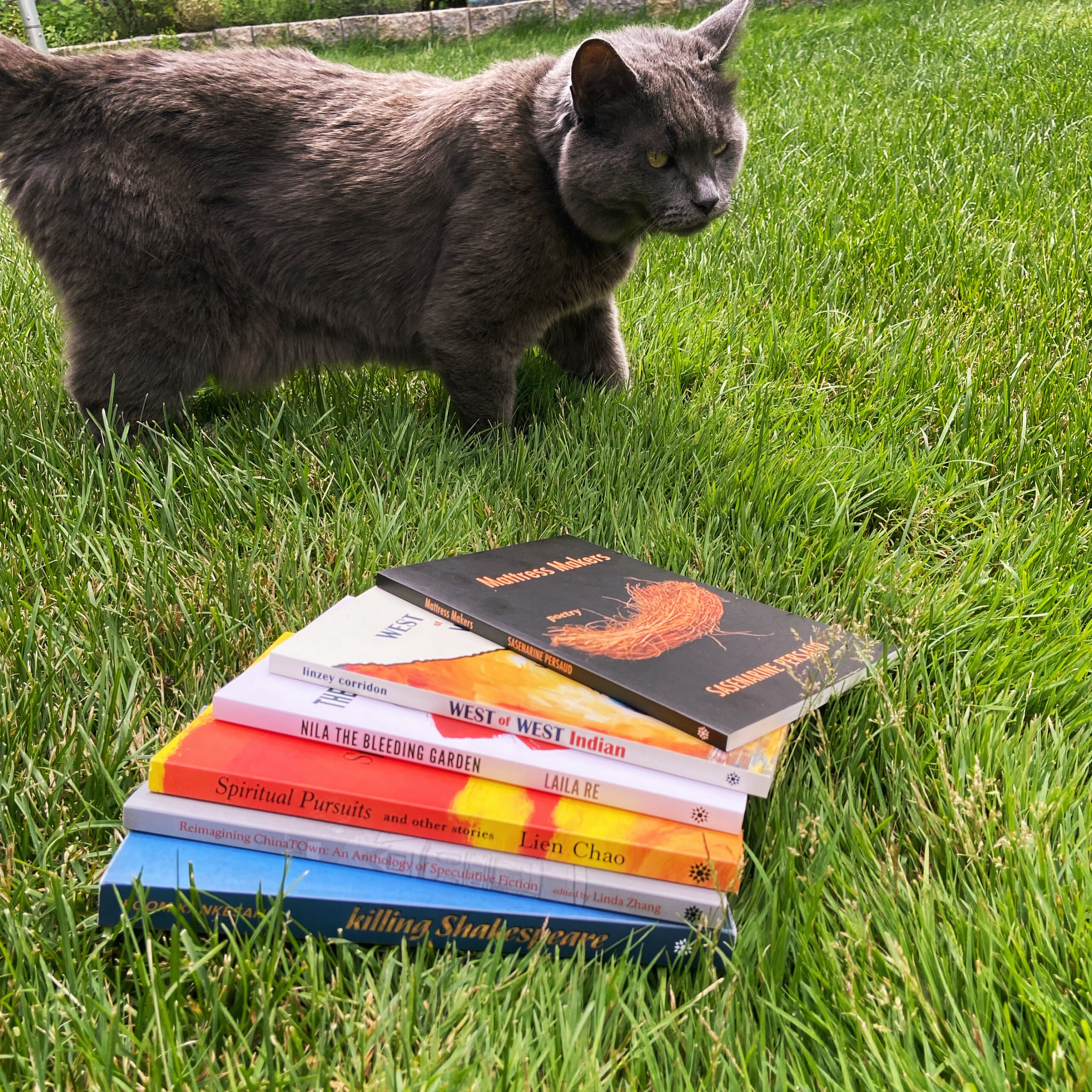 Zsubi, a grey cat is outside with a pile of books laying on the grass in front of him.