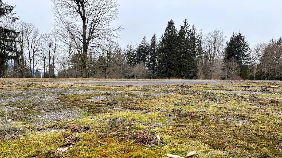 A photograph of a mossed-over parking lot, fringed by a stand of trees, both coniferous and leafless deciduous. The shadow of a mountain is barely visible on the left-hand side.