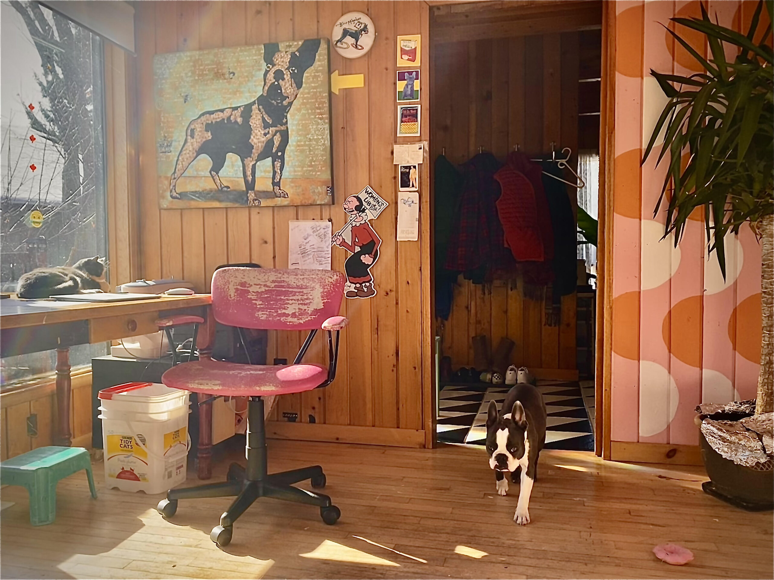 A photo of Lee Kvern's workspace. A sunny, wood-panelled room shows a Boston terrier walking in, and a sleeping grey cat on the desk. Some of the wood is painted in bright-coloured wavy lines. A large green plant sits in the corner. There is Boston terrier-related artwork on the walls.