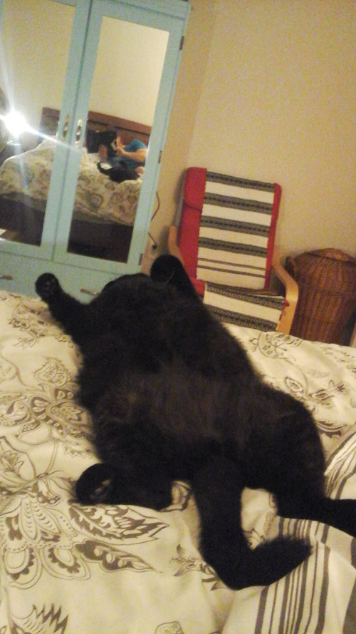 A photo of a black cat, sprawled on his back with his paws all stretched out, lying on a bed. In the reflection of a mirrored blue wardrobe, you can see author Rebecca Papucaru on the bed behind the cat, her face obscured by the phone taking the photo.