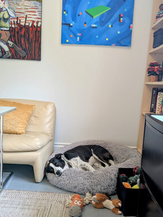 A photo of M.S. Berry's workspace, where a dog with black and white fur lays down in a fluffy dog bed. Dog toys are scattered before the dog and there is art on the walls, with a bookcase to the side.