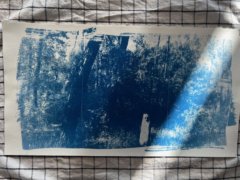 A photo of a cyanotype by Edmonton-based printmaker Mathew Thomson.